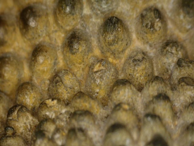 Macro of the finely modelled hair curls with natural wear