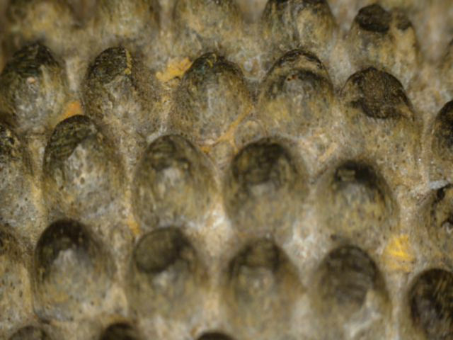 Detail of the hair curls and recessed patina
