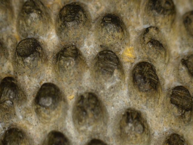 Makro der glatten Gesichtsoberfläche mit alten Kratzern und Patina