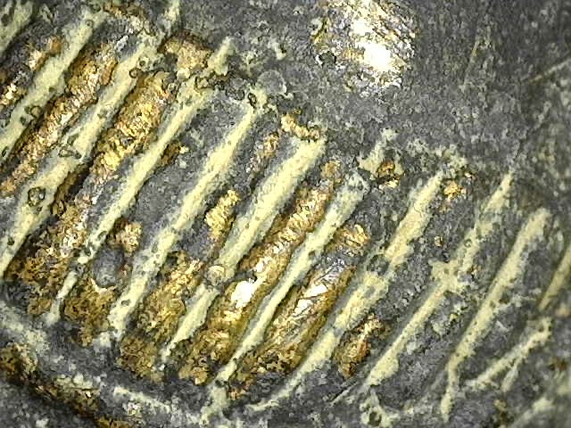 Nahaufnahme des versteinerten Gusskerns, der die Goldfüllung umgibt, zeigt den organischen Übergang und die Mineralisierung ohne moderne Bindemittel.