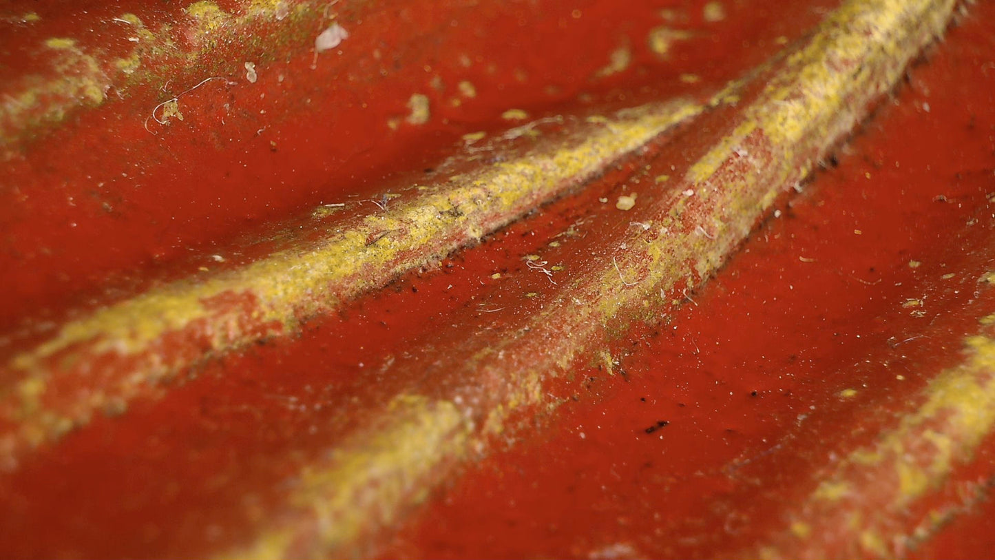 Mikroskopdetail von rotem Lack, Gewandfalte und Vergoldungsspuren