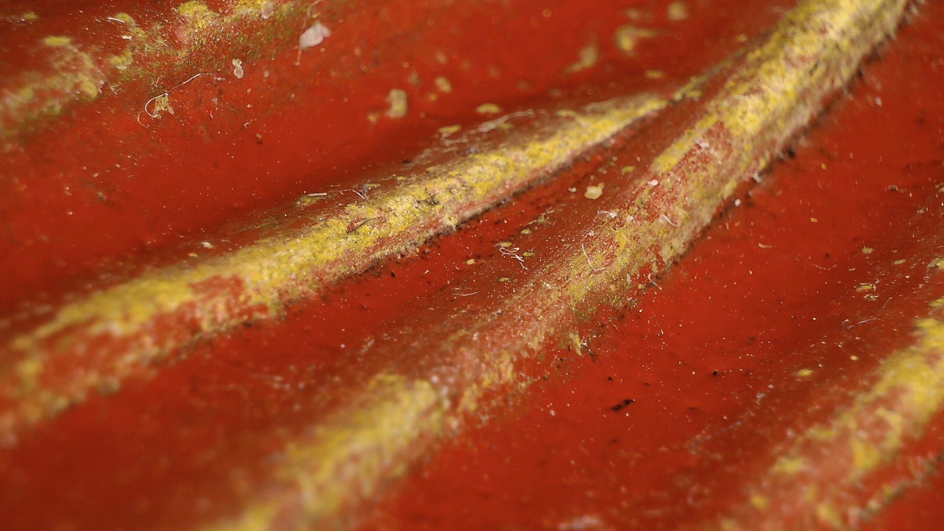 Mikroskopdetail von rotem Lack, Gewandfalte und Vergoldungsspuren