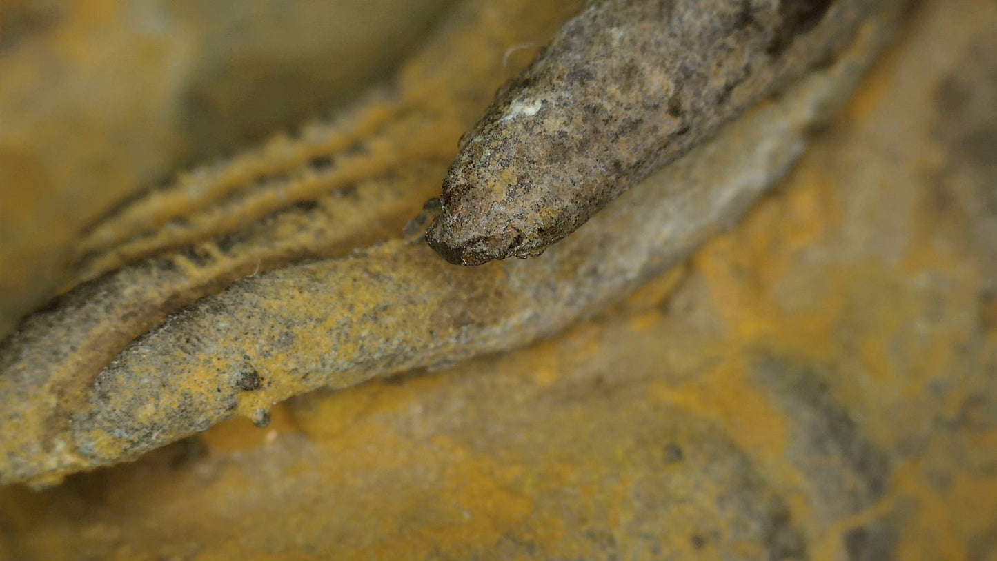 Makrodetail von Vergoldung, lackartigem Grund, Patina und Zustand des Ayutthaya-Buddha, SKU 740 – Detail 9